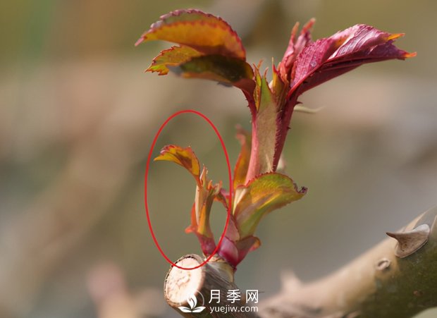 月季芽太多，要不要抹？(圖2)