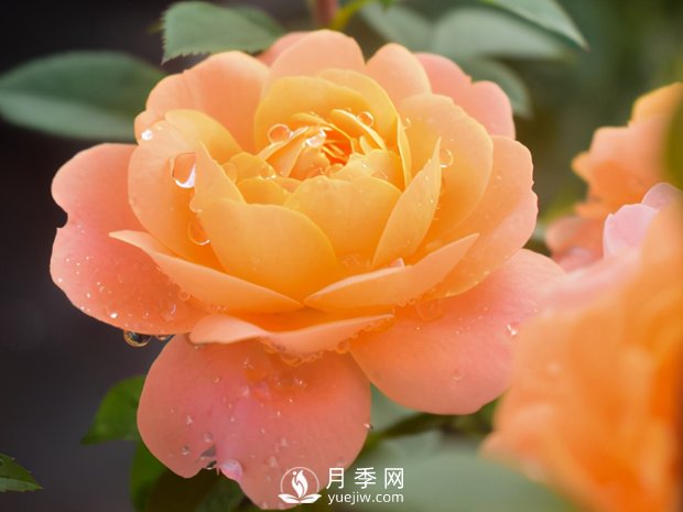 月季芽太多，要不要抹？(圖3)