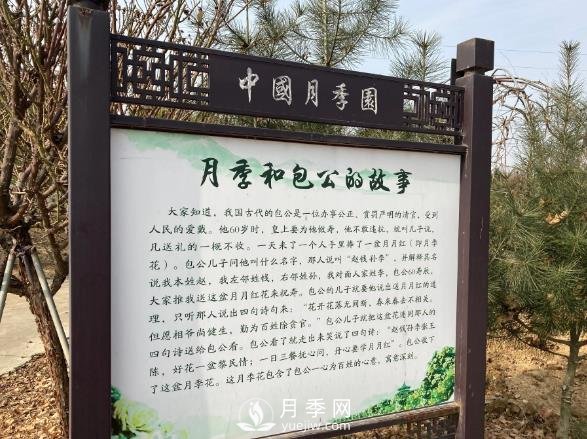 南陽(yáng)中國月季園，包公和月季的故事(圖1)