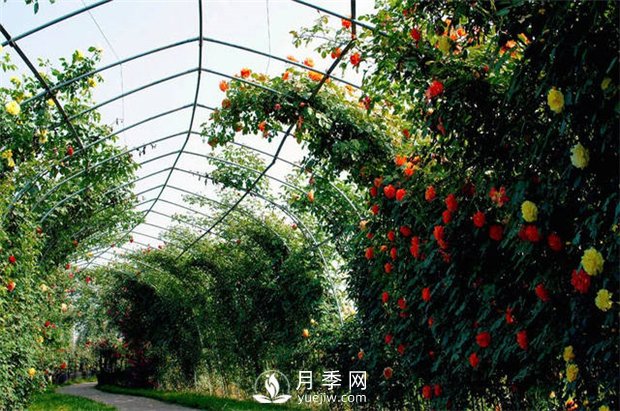 月季(紅蜘蛛、白粉病、黑斑病)防治及施肥技巧(圖1)