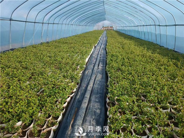 月季該如何緩苗你知道嗎？(花友的經(jīng)驗總結)(圖1)