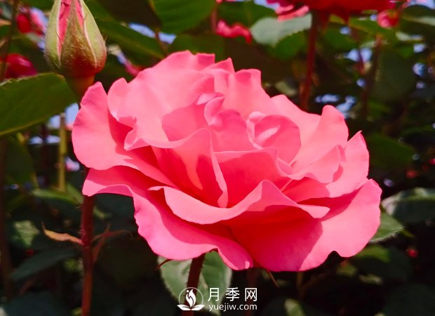 新手應該如何修剪月季？不同類(lèi)型有辦法(圖1)
