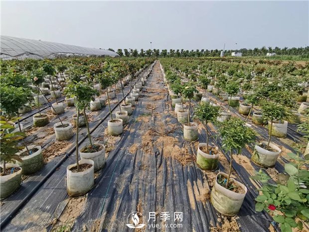南陽(yáng)月季養殖中月季配土是關(guān)鍵！(圖1)
