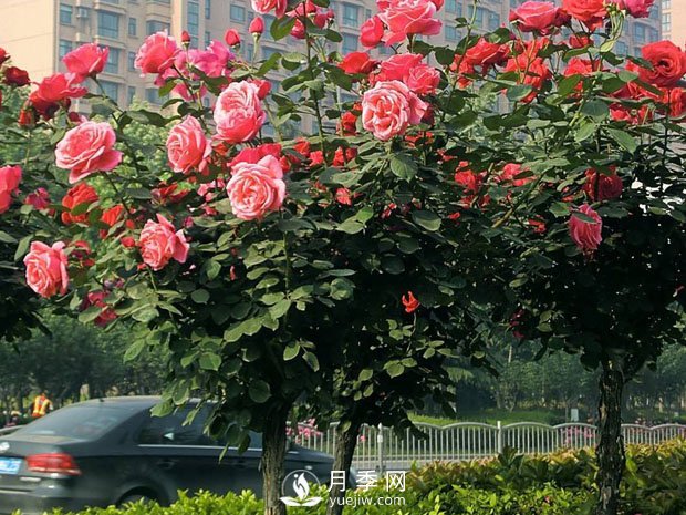 樹(shù)狀月季為何開(kāi)花少？養分缺乏或失衡只是其一(圖1)