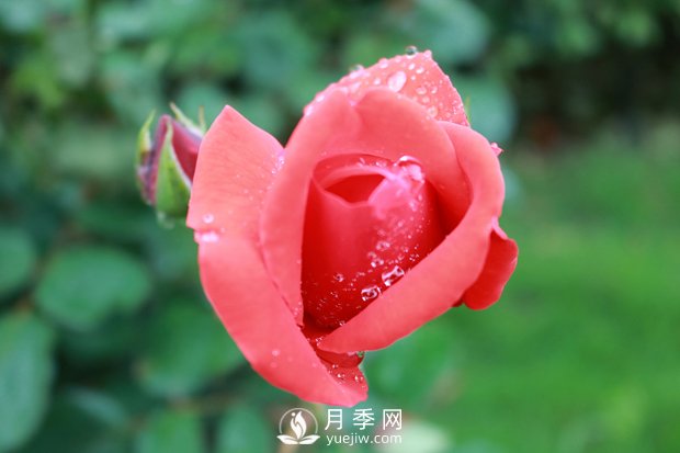 月季入秋后，我們應該怎么去養護？(圖1)