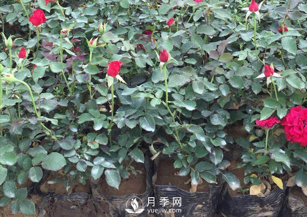 盆栽月季花該如何養殖？方法很簡(jiǎn)單哦(圖1)