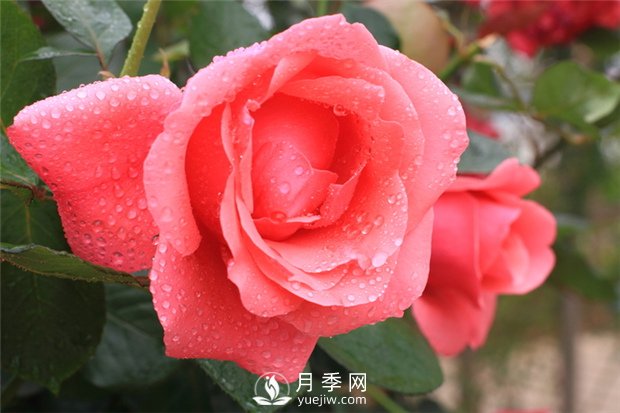 月季花在春季和秋季有什么區別？(圖1)