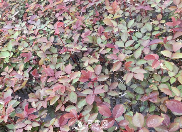 到商場(chǎng)購買(mǎi)月季小苗的留意事項(圖1)