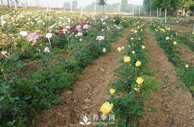 盆栽月季冬季怎么養護防凍(圖1)