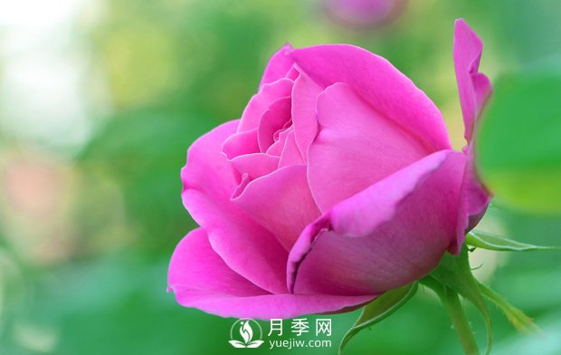 月季的形態(tài)特征是怎樣的？(圖1)