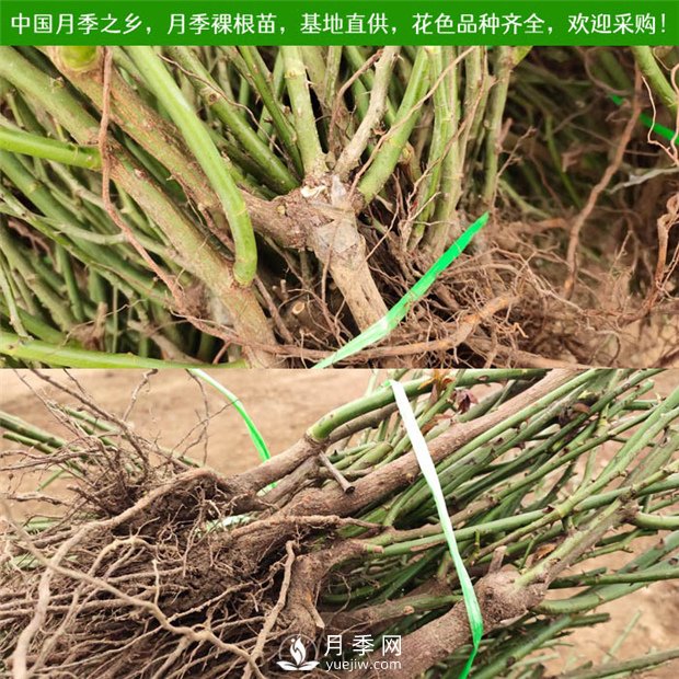 月季裸根苗收到后怎么種？(圖1)