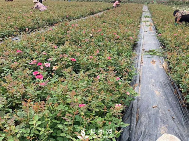 盆栽月季該怎么整形修剪？(圖1)