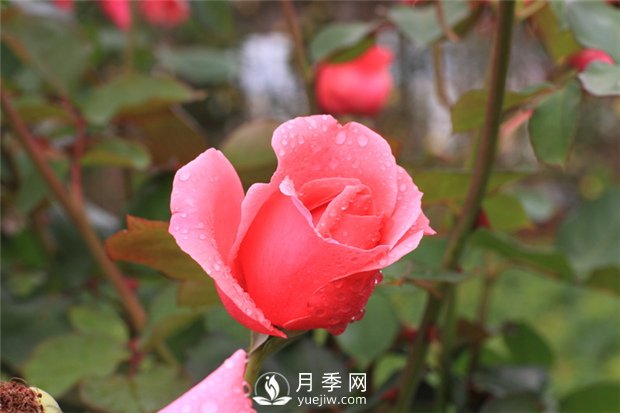家庭園藝與身心健康有什么關(guān)系？(圖1)
