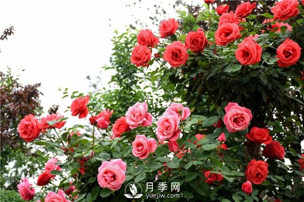 月季花白粉病的防治初期病葉應及早去除(圖1)