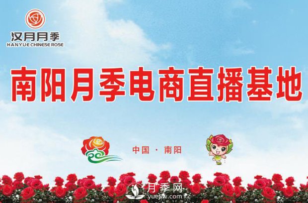 南陽(yáng)臥龍：發(fā)展月季電商 直播帶火產(chǎn)業(yè)(圖3)