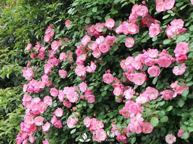 藤本月季的幾個(gè)錯誤方法，生長(cháng)階段要注意(圖1)