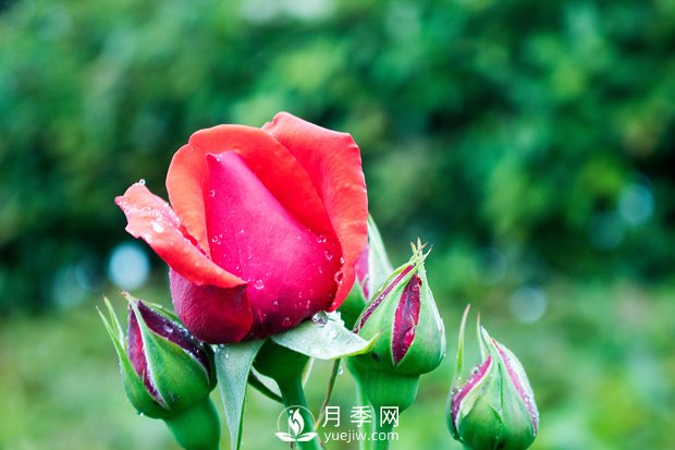 手把手教你如何養護月季花，尤其是春天(圖1)