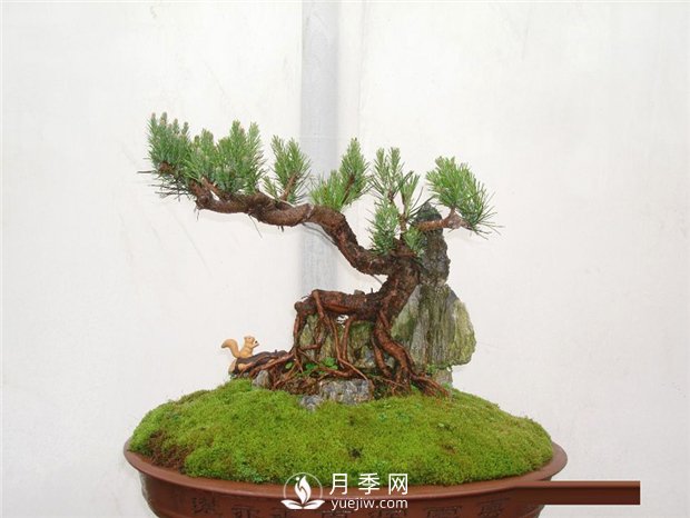 黑松盆景如何制作與養護？(圖1)