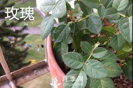 月季和玫瑰有什么區別？(圖2)