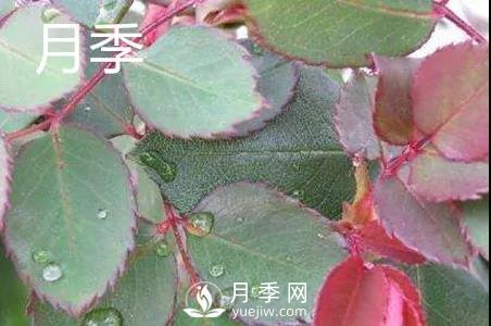 月季和玫瑰有什么區別？(圖1)