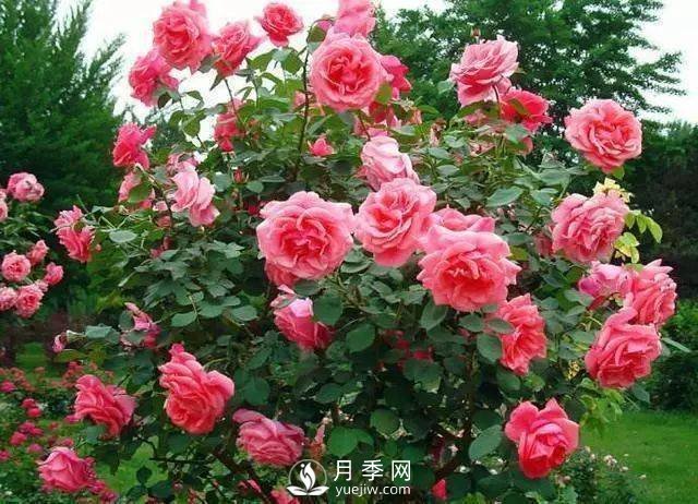 新手和懶人首選的三種月季品種，還自帶體香開(kāi)花不斷(圖1)