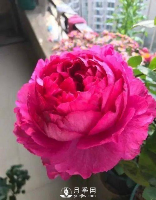 新手和懶人首選的三種月季品種，還自帶體香開(kāi)花不斷(圖4)