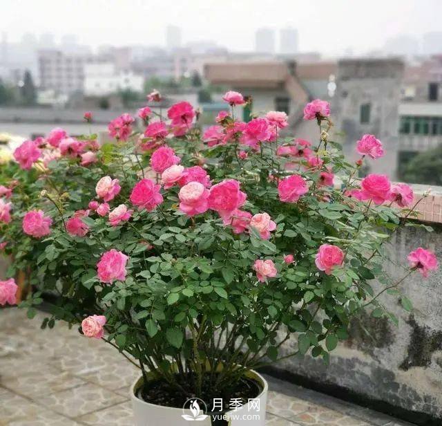 養月季千萬(wàn)別犯這4個(gè)“錯誤”，月季花開(kāi)美如艷(圖1)