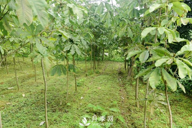 6個(gè)常見(jiàn)景觀(guān)樹(shù)(圖1)