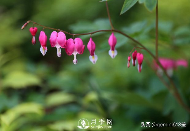 上海植物園里總有一款月季花會(huì )在不經(jīng)意間征服你(圖5)