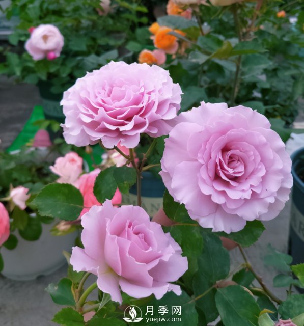 如何讓月季小苗冠幅一年達到1米？做好1狠3足(圖4)