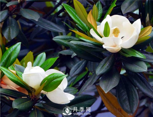 南陽(yáng)南召：玉蘭花大全，5種玉蘭簡(jiǎn)介(圖4)