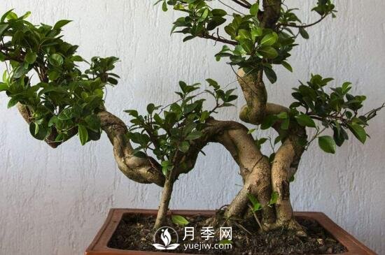 怎樣培養榕樹(shù)盆景的氣根和板根？(圖1)