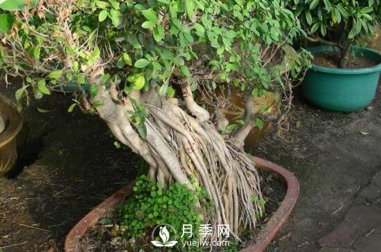 榕樹(shù)盆景的養殖方法和注意事項(圖1)