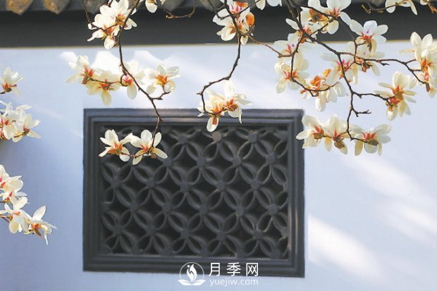 紫玉蘭名為辛夷，其實(shí)是份“心意”！了解玉蘭文化(圖1)