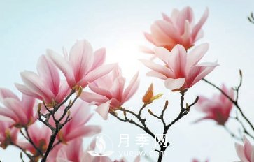 紫玉蘭名為辛夷，其實(shí)是份“心意”！了解玉蘭文化(圖2)