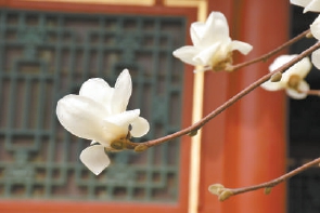 紫玉蘭名為辛夷，其實(shí)是份“心意”！了解玉蘭文化(圖4)