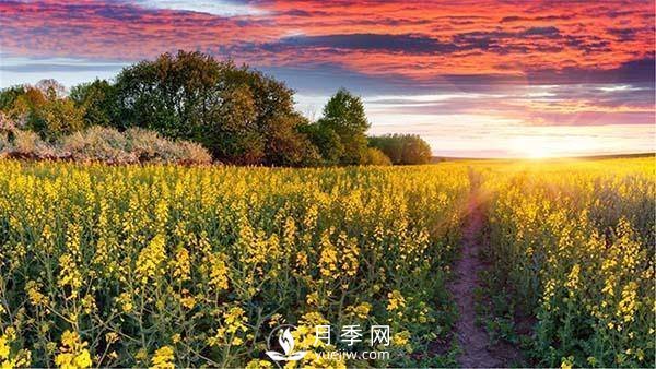 “花經(jīng)濟”如何才能“常開(kāi)不敗”？(圖1)
