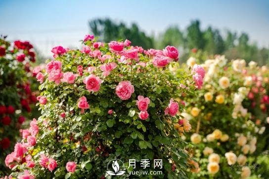 四川南充月季花海迎來(lái)1000㎡粉色沙灘，4月3日浪漫迎客(圖1)
