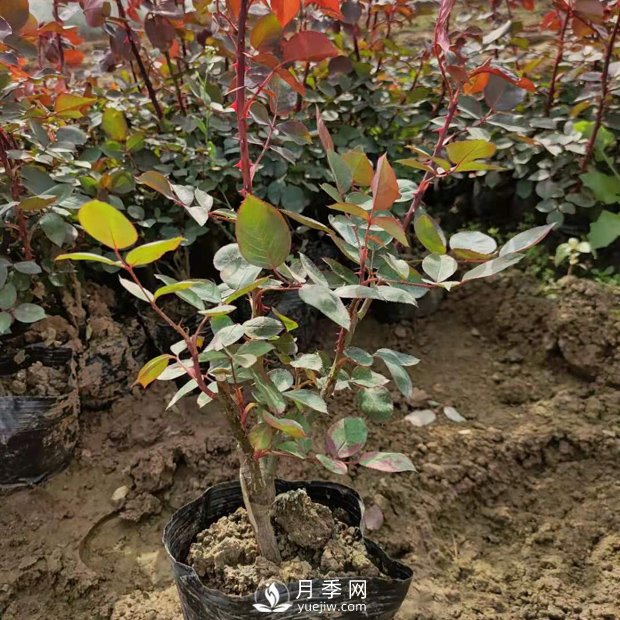 大花盆栽月季批發(fā)，粉扇.緋扇.口紅.金鳳凰(圖1)