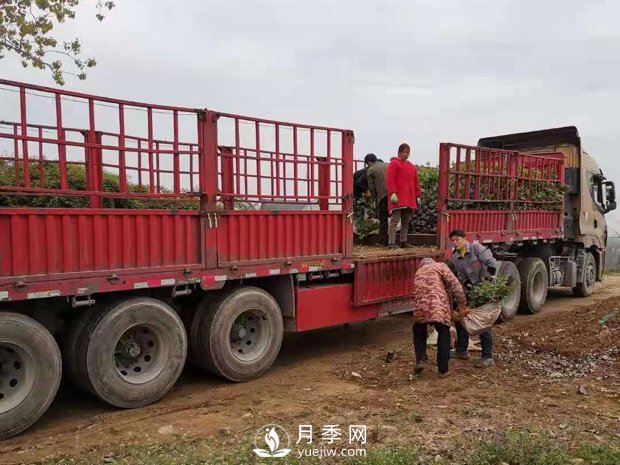 大花盆栽月季批發(fā)，粉扇.緋扇.口紅.金鳳凰(圖4)