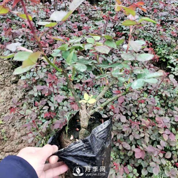 大花盆栽月季批發(fā)，粉扇.緋扇.口紅.金鳳凰(圖3)