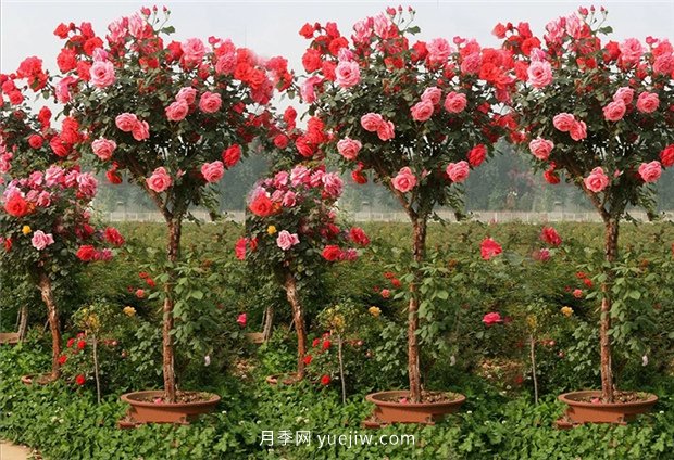 別的花不愛(ài)只養月季花，精挑細選了5個(gè)品種個(gè)個(gè)經(jīng)典(圖5)