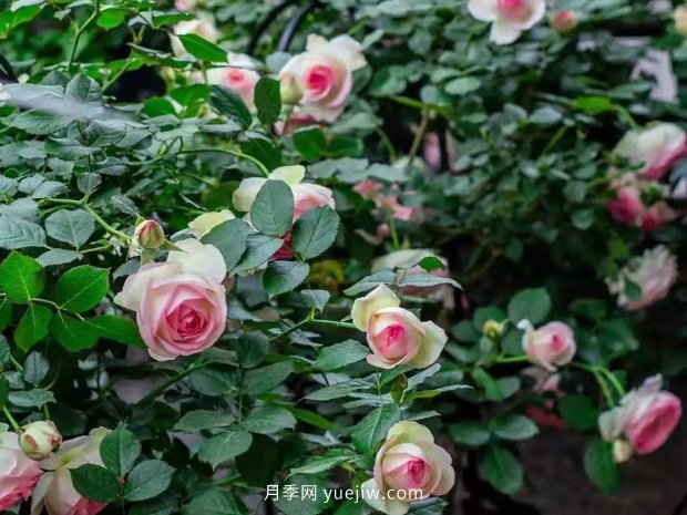 南方?jīng)]有經(jīng)過(guò)春化的粉龍藤本月季可以爆花嗎？(圖2)
