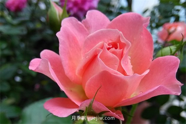 陽(yáng)臺養棵香香公主月季，芳香王滿(mǎn)室飄香四季賞花(圖1)