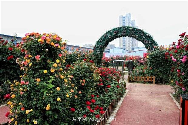 中國月季文化：洛陽(yáng)市汝陽(yáng)縣(圖1)