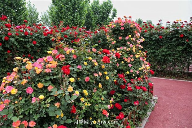 中國月季文化：洛陽(yáng)市汝陽(yáng)縣(圖3)