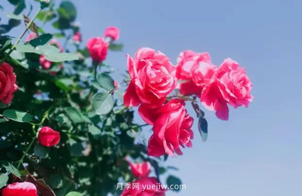 中國月季園踏春禮遇季，月季美景在南陽(yáng)(圖1)