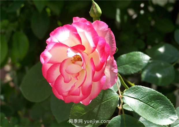 月季的品類(lèi)有哪些？有什么區別嗎？(圖2)
