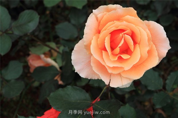 月季花，楚楚動(dòng)人花中仙(圖1)