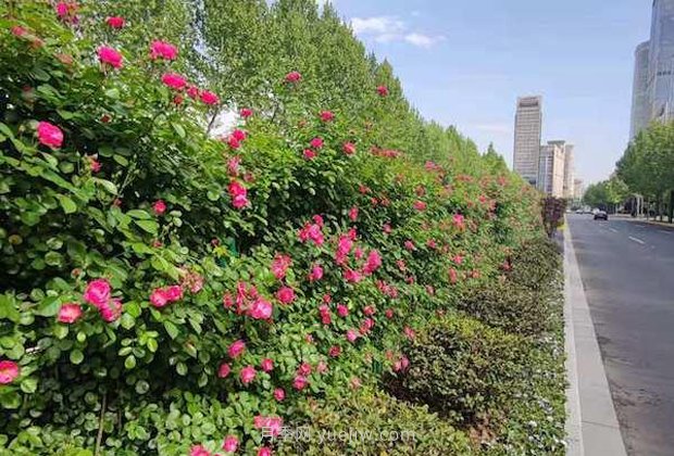月季含苞待放 上海高架月季花路將上演“滿(mǎn)城月季香”(圖3)